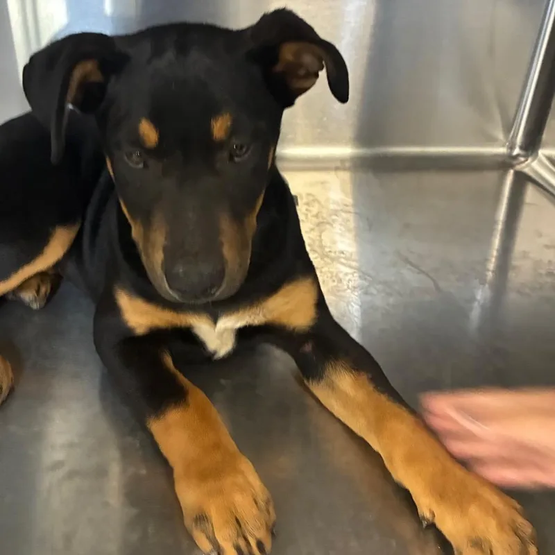 A baby small-sized female Pit Bull Terrier dog named Venus for adoption in Santa Barbara, CA