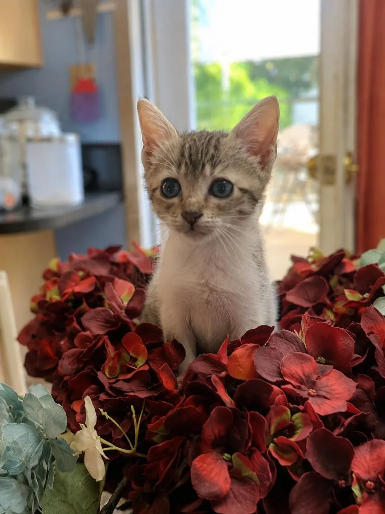 A baby medium-sized female Domestic Short Hair cat named Betty Jo for adoption in Parkville, MD