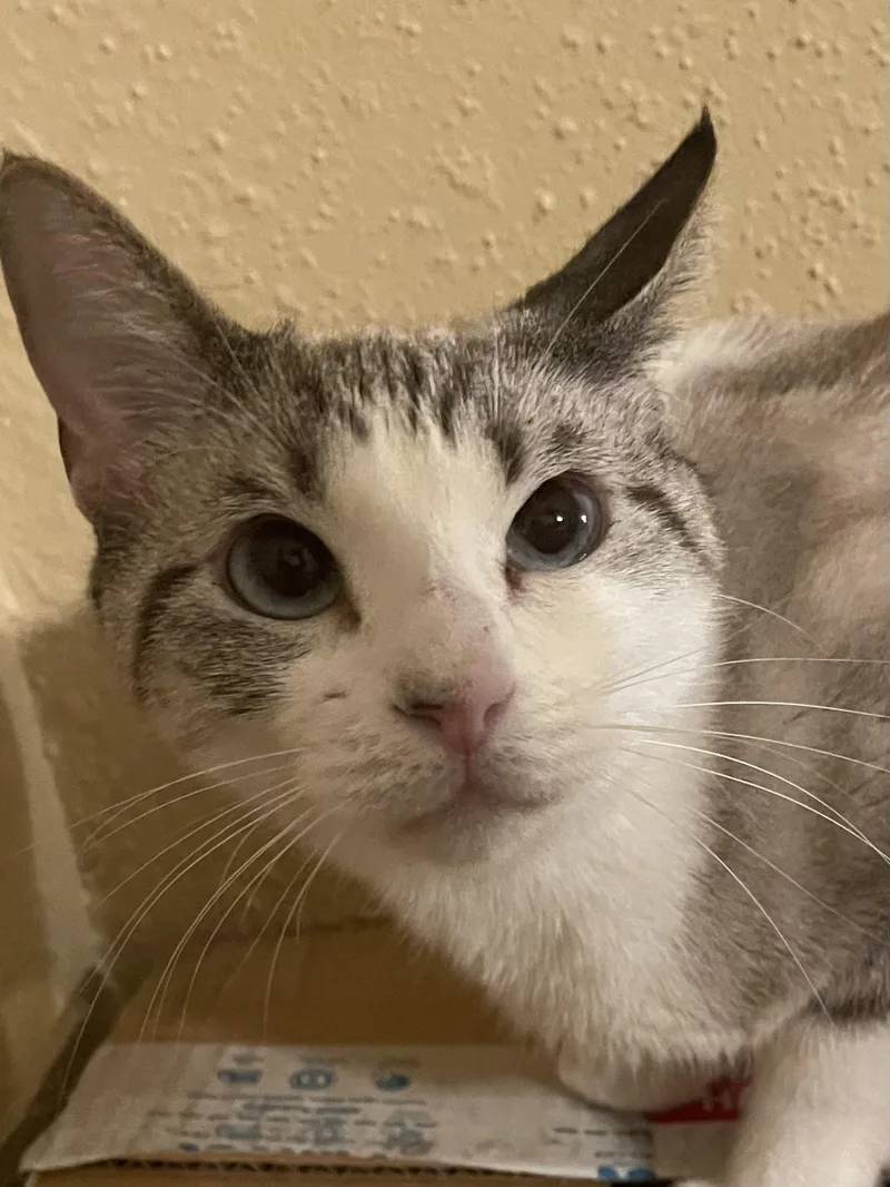 An adult medium-sized female Siamese cat named Princess Nala for adoption in san antonio, TX