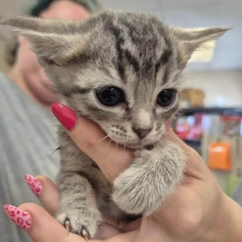 A baby small-sized female Gray / Blue / Silver Domestic Short Hair cat named Spinach for adoption in Lake Panasoffkee, FL