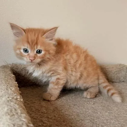 A baby small-sized male Domestic Medium Hair cat named Flint for adoption in Janesville, WI