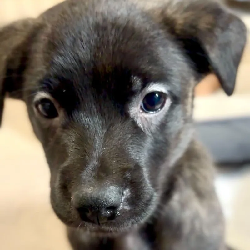 A baby medium-sized female Black Pit Bull Terrier dog named Edith for adoption in Los Angeles, CA