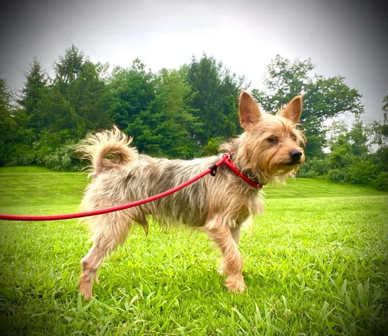 An adult small-sized male Yorkshire Terrier dog named Snoopy for adoption in Ewing, NJ