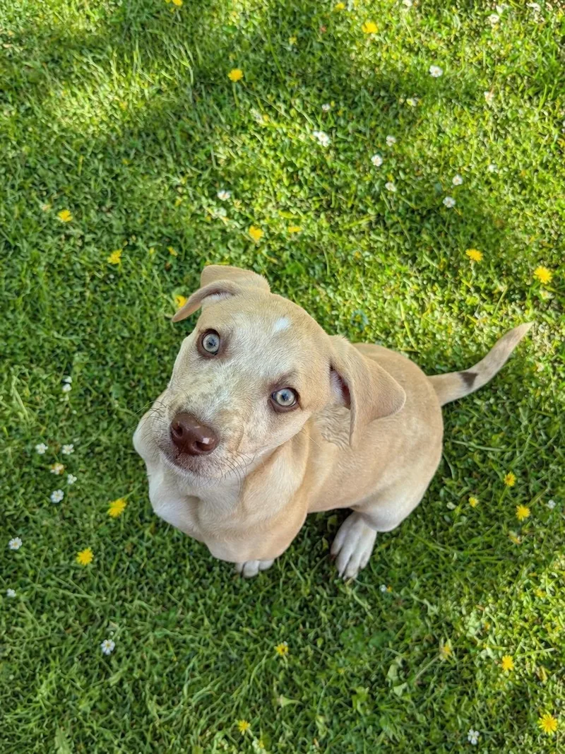 Arlo