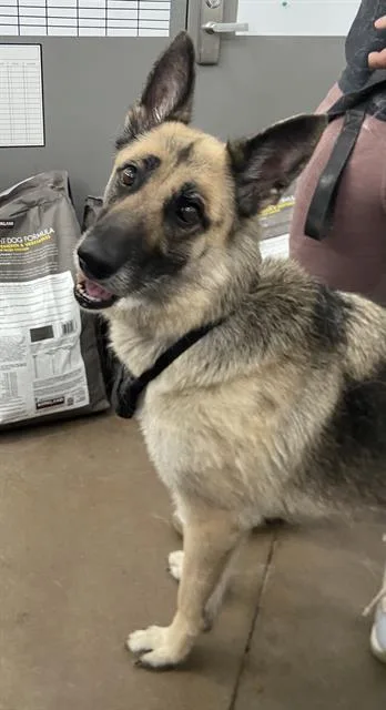An adult large-sized female German Shepherd Dog dog named Star for adoption in Dallas, TX