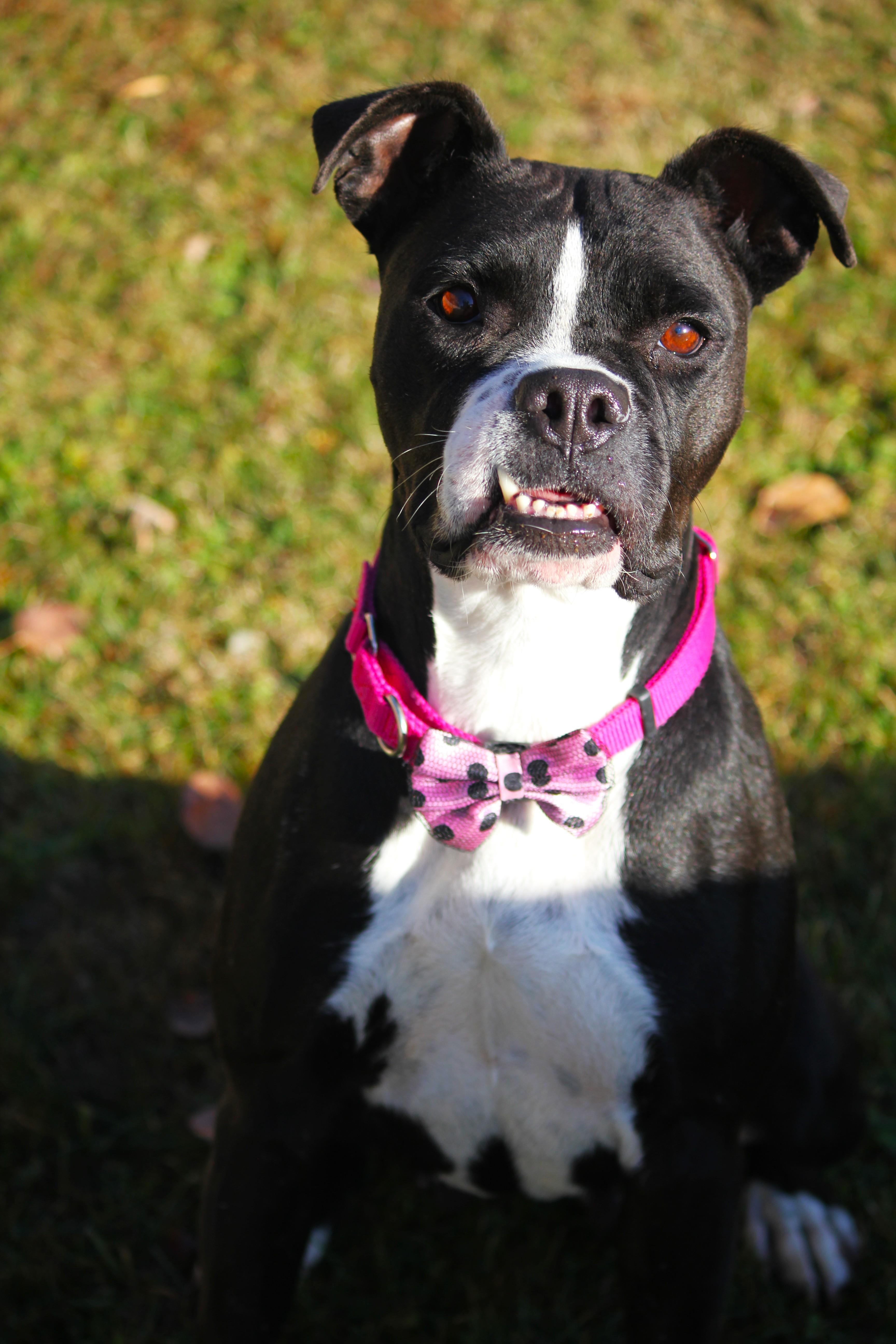 A young medium-sized male Boxer dog named Nikki for adoption in Hayward, WI