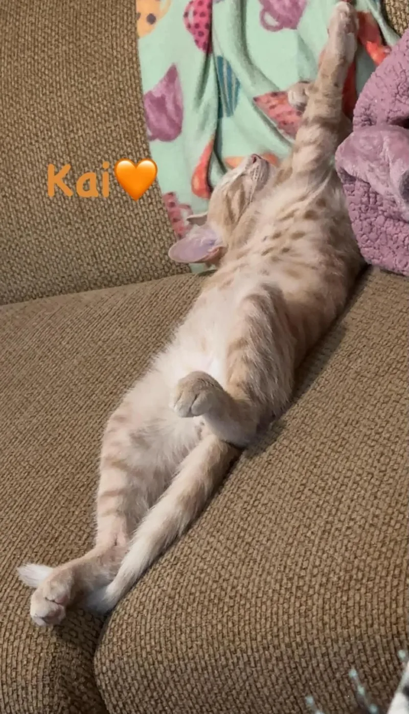 A baby medium-sized male Tabby (Orange / Red) Domestic Short Hair cat named Kai for adoption in Freemansburg, PA