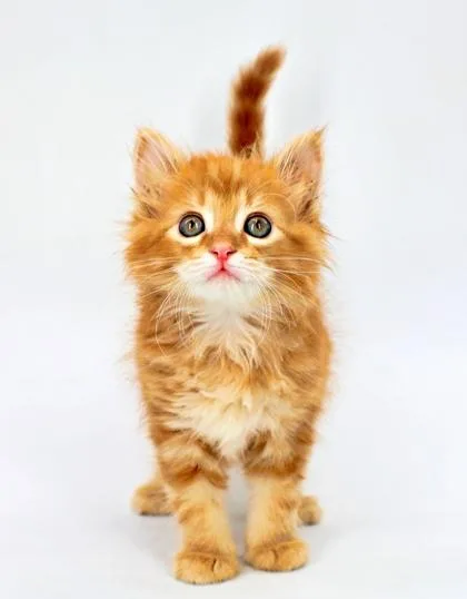 A baby small-sized male Domestic Short Hair cat named Cheddar for adoption in Morton Grove, IL