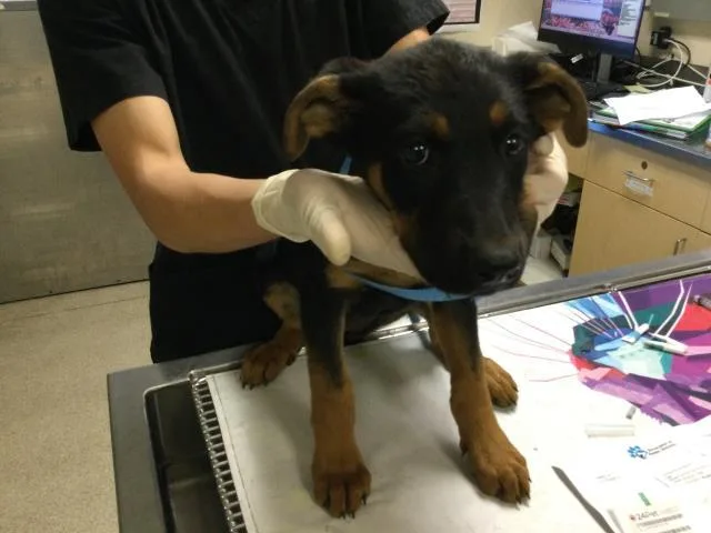 A baby small-sized female Doberman Pinscher dog named Afia for adoption in Riverside, CA