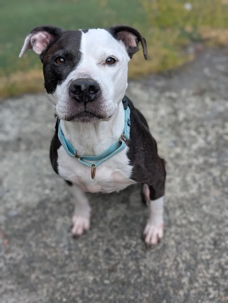 A senior large-sized male Pit Bull Terrier dog named Mookie for adoption in Aberdeen, WA