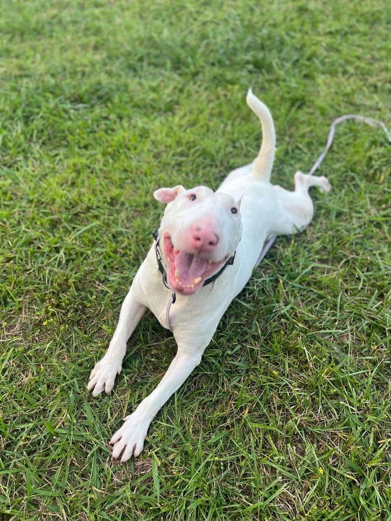 An adult large-sized male Bull Terrier dog named Stewart Rocket for adoption in New York, NY