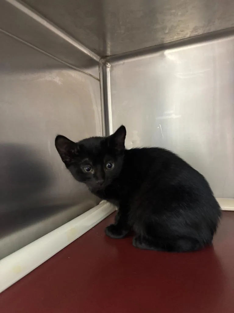 A baby medium-sized male Domestic Short Hair cat named Rodan for adoption in Pomona, NY