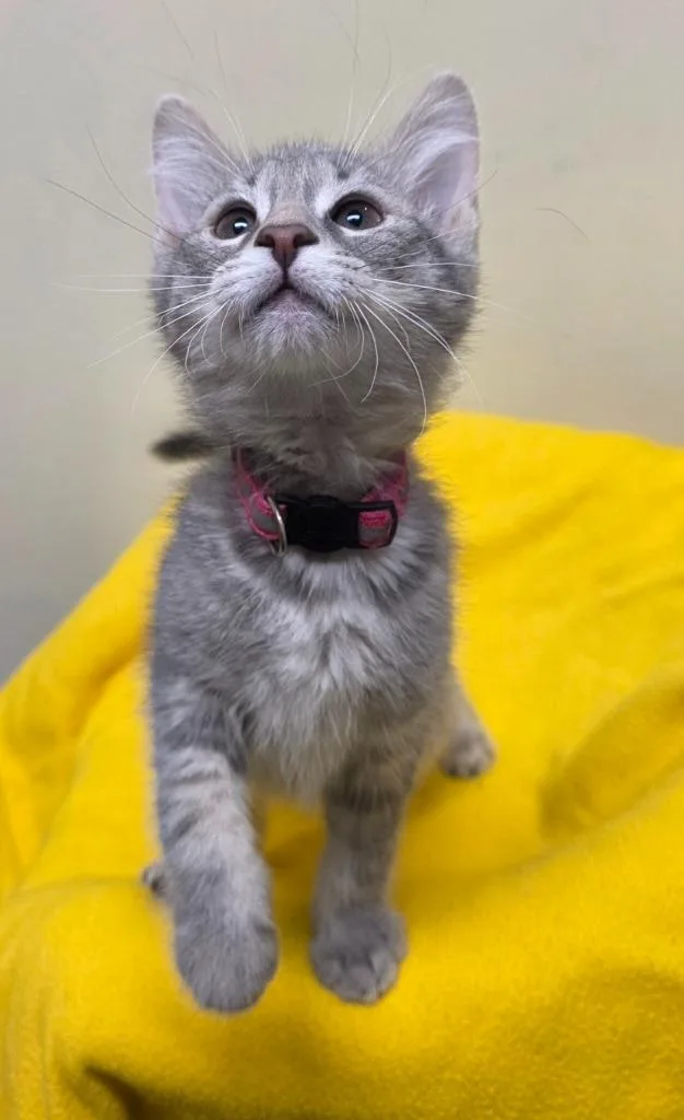 A baby small-sized female Domestic Short Hair cat named Lima for adoption in Fremont, OH