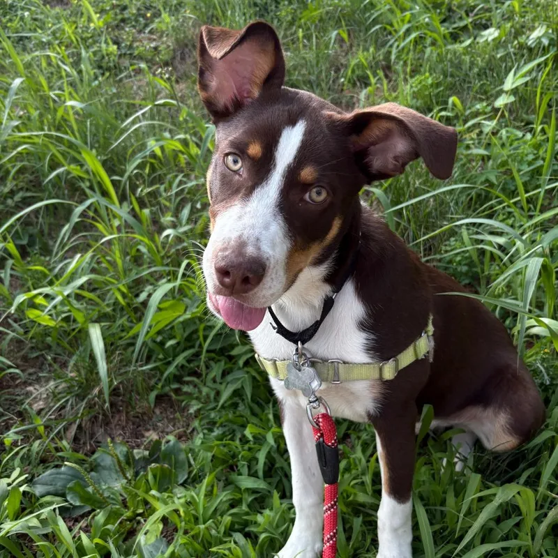 A baby medium-sized male Brown / Chocolate Hound dog named Colter for adoption in Falls Church, VA