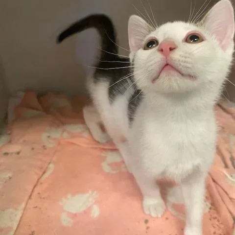 A baby small-sized male White Domestic Short Hair cat named Phil for adoption in Dayton, OH