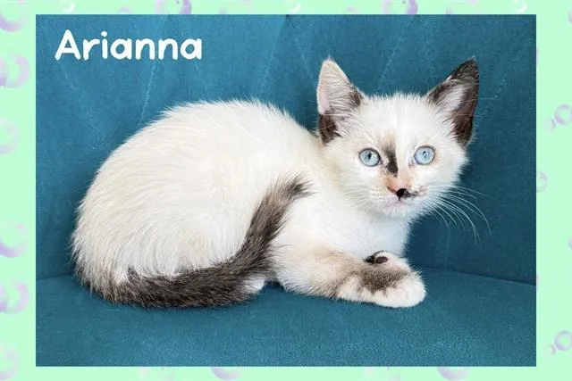 A baby small-sized female Siamese cat named Arianna for adoption in Tustin, CA