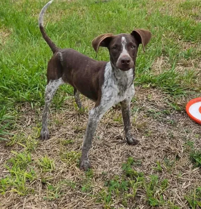 A baby small-sized female Dachshund dog named Roo for adoption in Lutz, FL