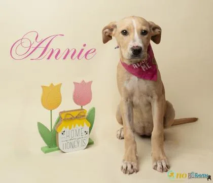 A baby small-sized female Boxer dog named Annie for adoption in Fairhope, AL