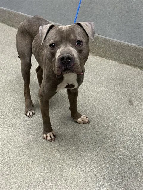 An adult medium-sized male Pit Bull Terrier dog named Minecraft for adoption in Las Vegas, NV