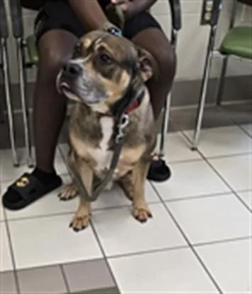 An adult medium-sized male Boxer dog named Rango for adoption in Derwood, MD