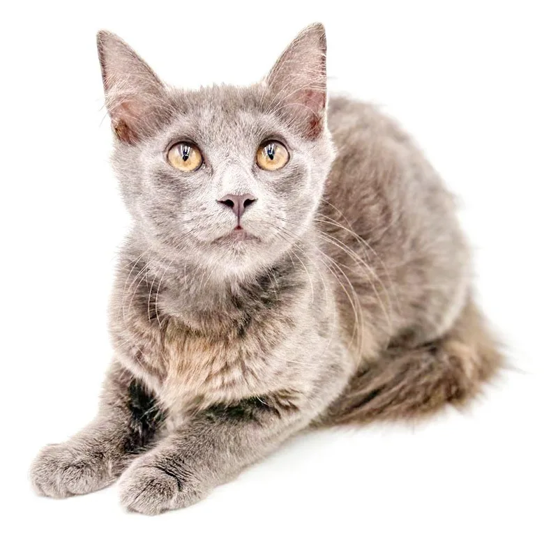 Gray is teeny weeny thumbnail 5