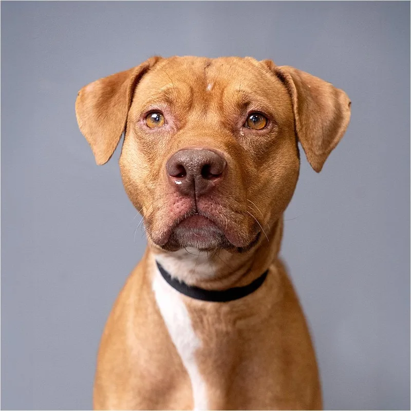 An adult large-sized male Red / Chestnut / Orange Mixed Breed dog named Connor for adoption in Palm Springs, CA