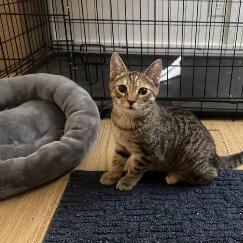 Freya