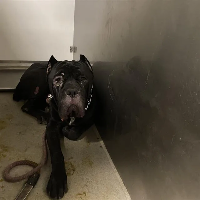 An adult extra large-sized male Cane Corso dog named A for adoption in Modesto, CA