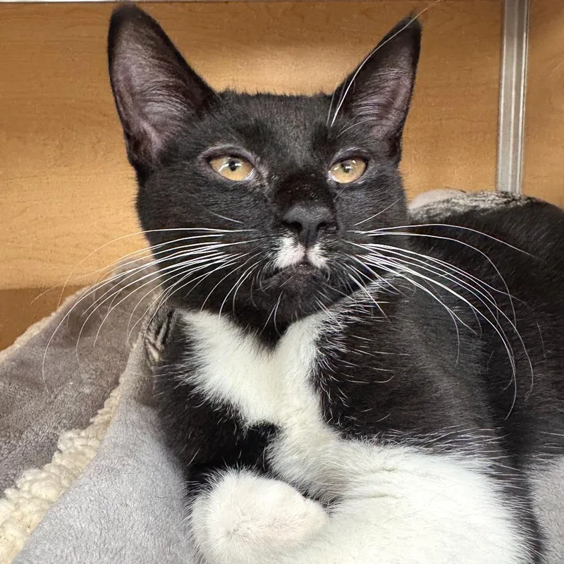 A baby small-sized female Black Domestic Short Hair cat named Lillian for adoption in Brookfield, WI