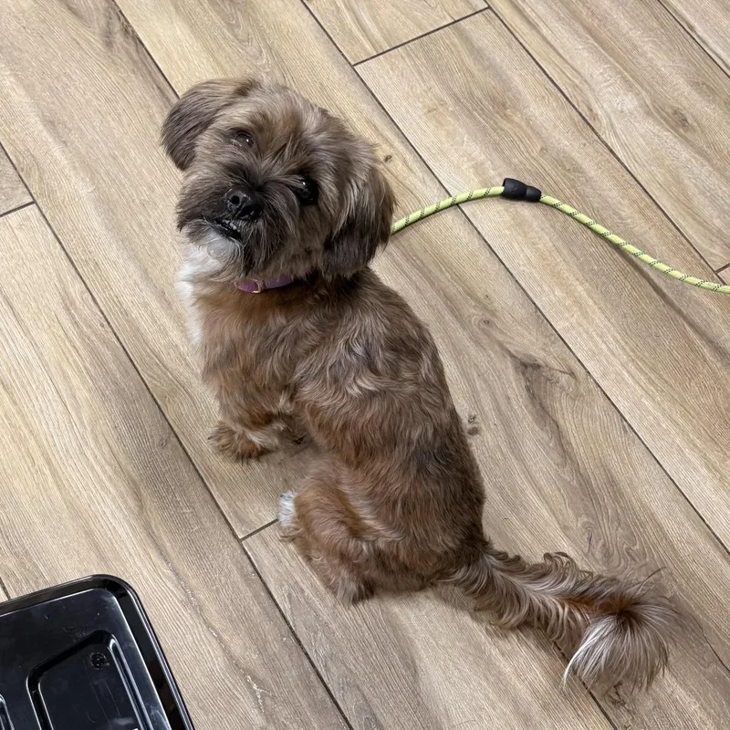A baby small-sized male Brown / Chocolate Terrier dog named Gary for adoption in Newark, NJ