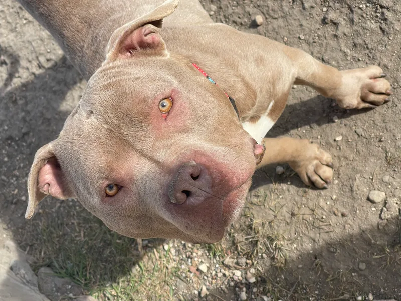 A young large-sized male Yellow / Tan / Blond / Fawn Pit Bull Terrier dog named George for adoption in Madison, MN