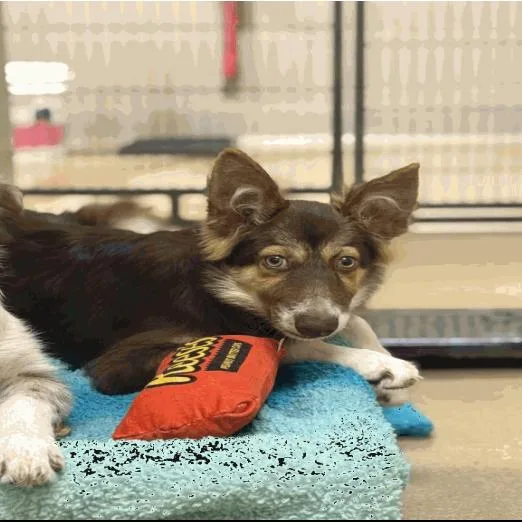 A young medium-sized male Brown / Chocolate Border Collie dog named Ben for adoption in Buellton, CA