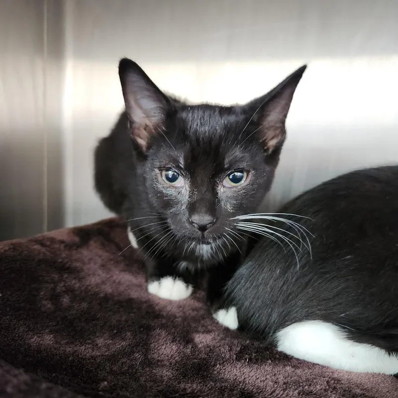 A baby small-sized female Black Domestic Short Hair cat named Gravy for adoption in Fort Wayne, IN