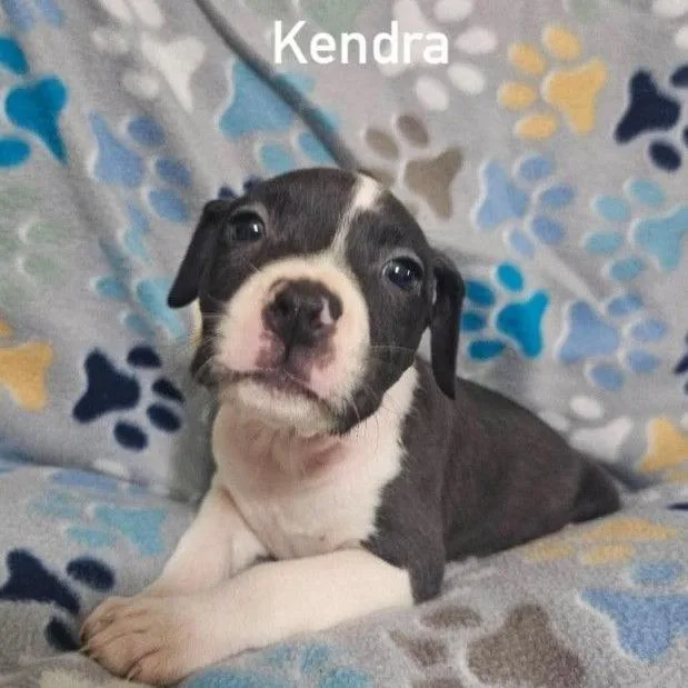 A baby small-sized female Gray / Blue / Silver Terrier dog named Kendra for adoption in Buffalo, MN