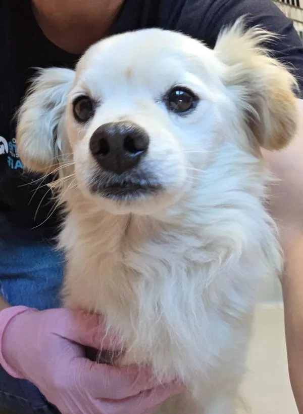 An adult small-sized male Terrier dog named Max for adoption in El Cajon, CA