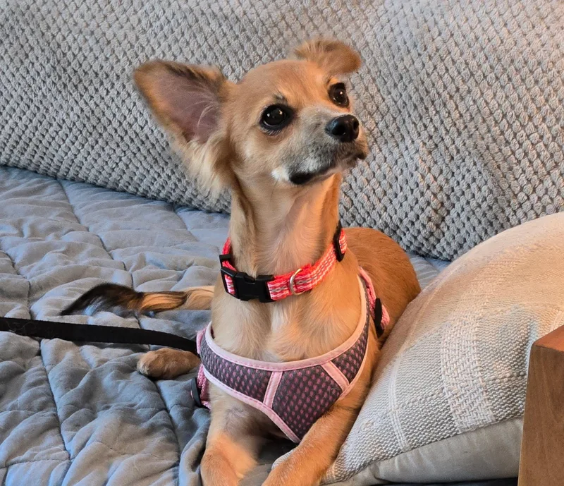 A baby small-sized female Chihuahua dog named Cricket for adoption in Bradenton, FL