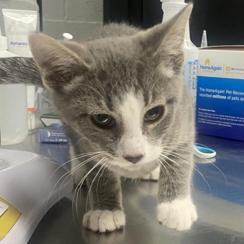 A baby small-sized male Gray / Blue / Silver Domestic Short Hair cat named Asiago for adoption in Allentown, PA