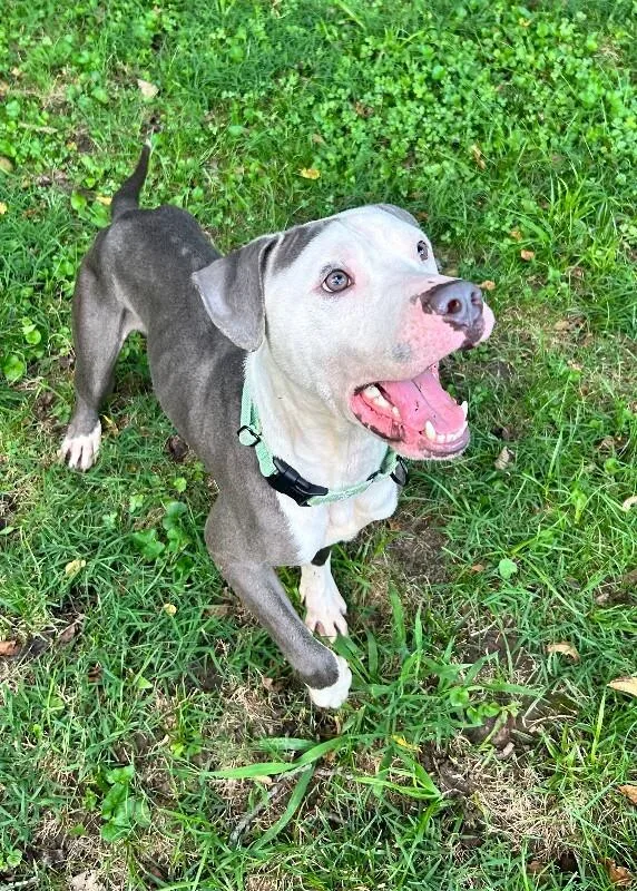 An adult large-sized male Mixed Breed dog named Blue for adoption in Cincinnati, OH