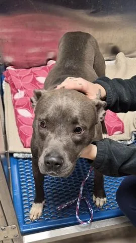 A young medium-sized female Pit Bull Terrier dog named Plumeria for adoption in Dayton, OH