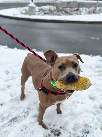 Snowflake thumbnail 3