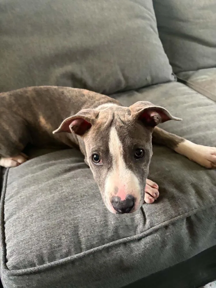 Murphie