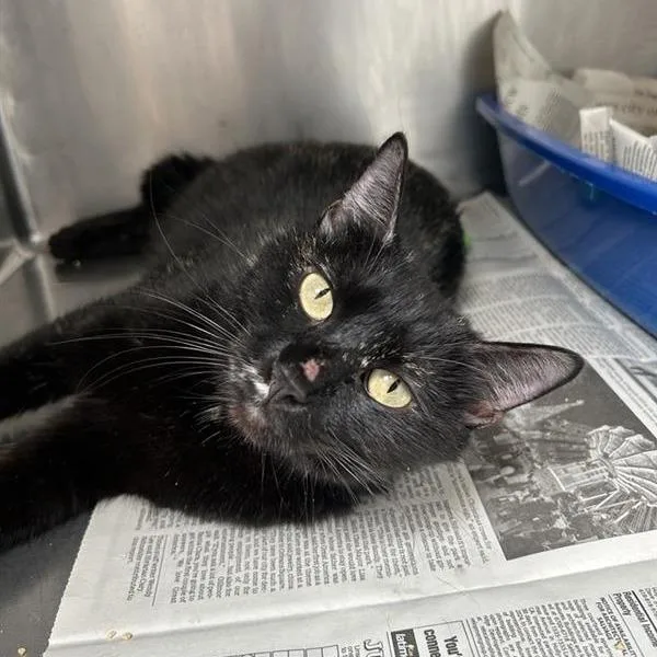 A young medium-sized female Tortoiseshell Domestic Short Hair cat named Beatrice for adoption in Hawthorne, CA