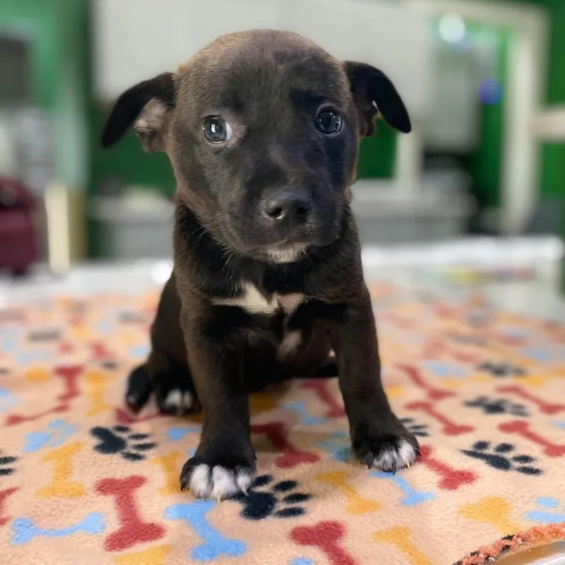 A baby small-sized female Black Terrier dog named Clover for adoption in Kyle, TX