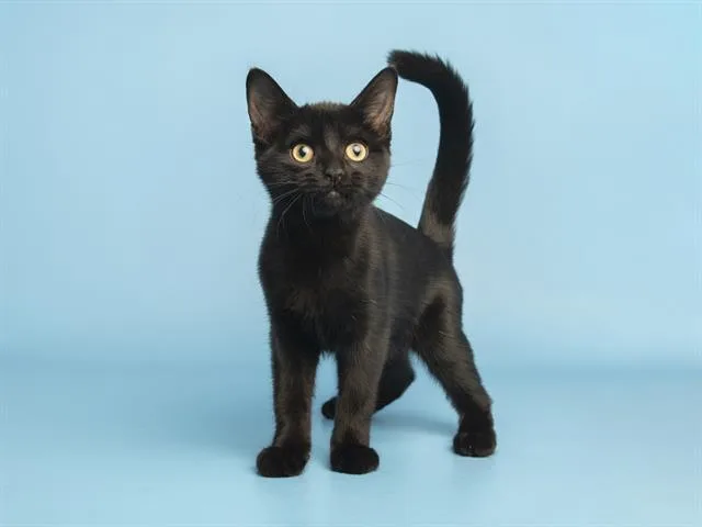 A young small-sized female Domestic Short Hair cat named Shuri for adoption in Phoenix, AZ