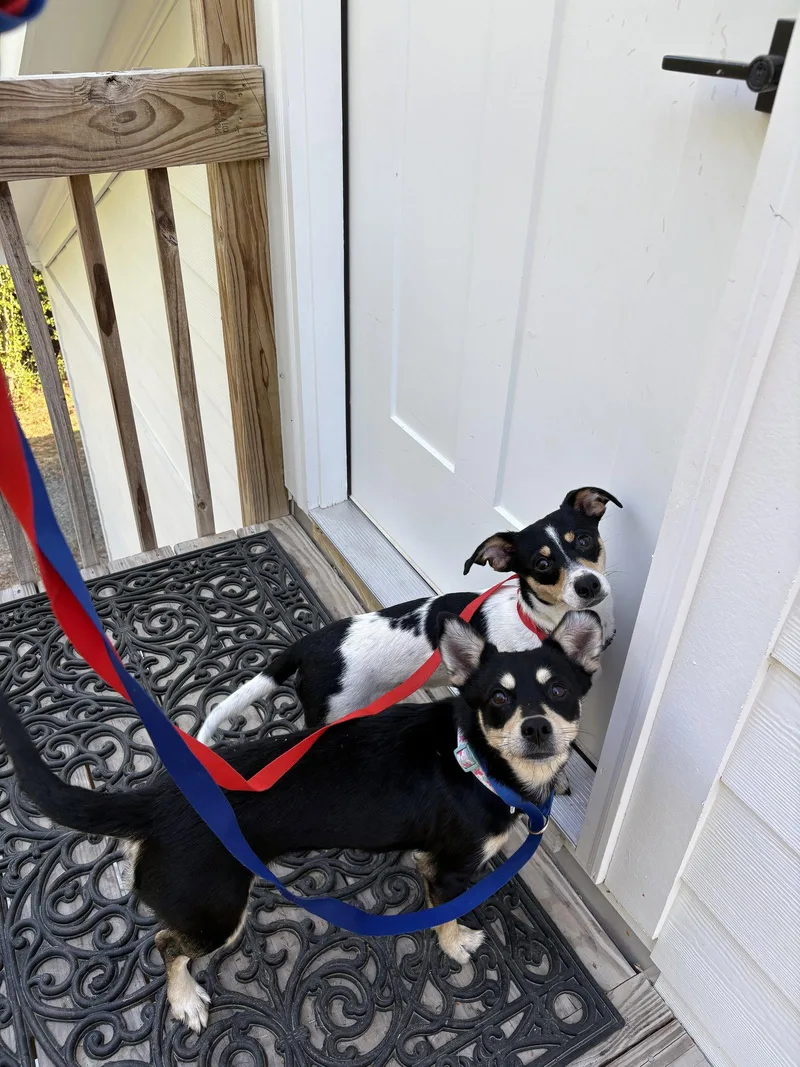 A young medium-sized female Chihuahua dog named Honey for adoption in Ball Ground, GA