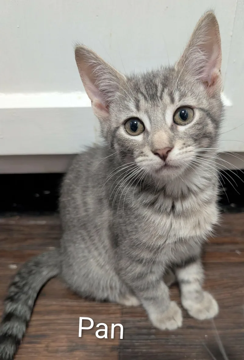 A baby medium-sized male Tabby cat named Pan for adoption in Spring City, PA