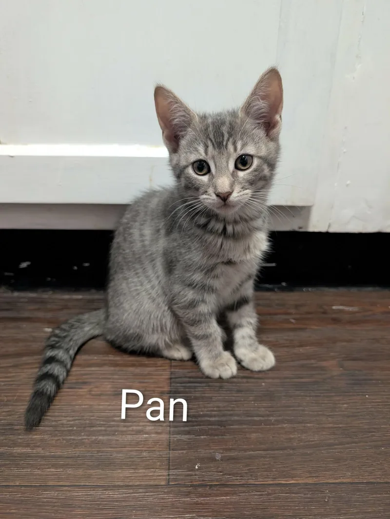 Pan thumbnail 2