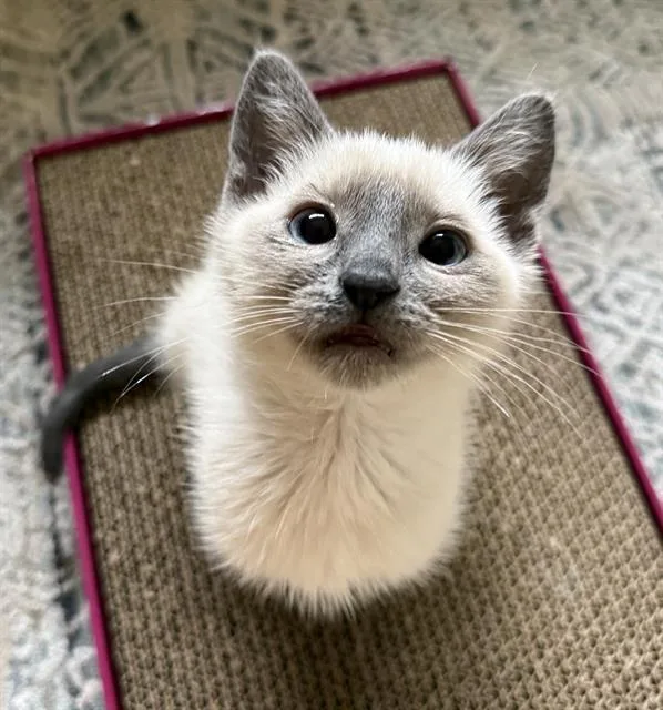 A baby small-sized female Domestic Short Hair cat named Fiona for adoption in Sacramento, CA