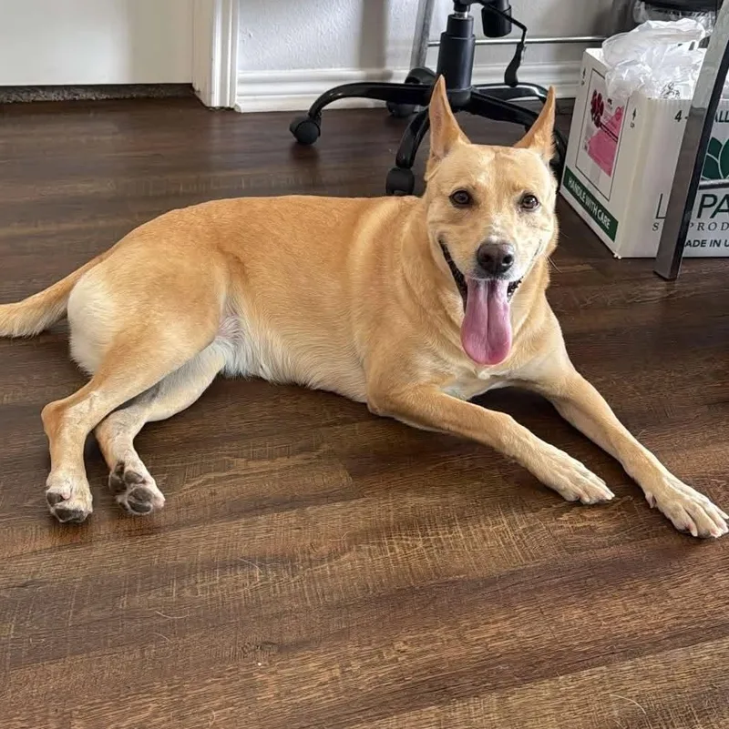 An adult medium-sized female Retriever dog named Maddie for adoption in Corpus Christi, TX