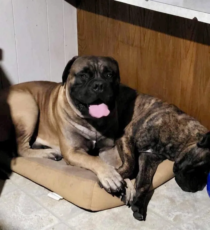 A young extra large-sized female Bullmastiff dog named Bailey for adoption in Glendale, AZ